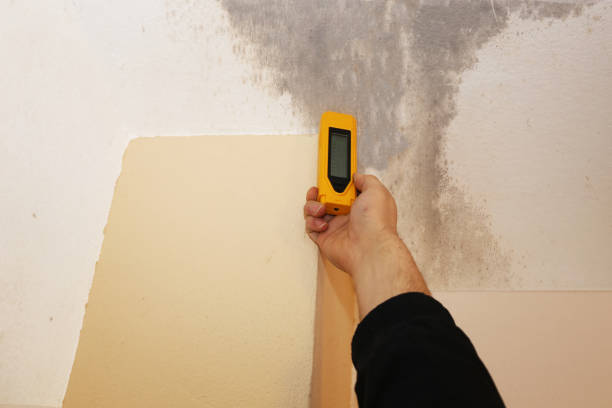 Best Commercial Mold Inspection  in Williston Highlands, FL