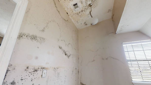 Best Mold Odor Removal Services  in Williston Highlands, FL