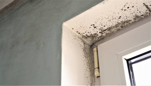Best Post-Construction Mold Inspection  in Williston Highlands, FL
