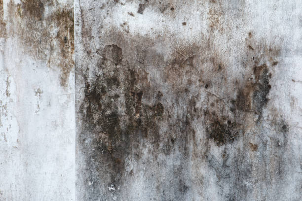Best Emergency Mold Remediation  in Williston Highlands, FL
