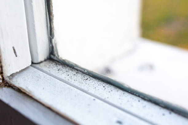 Best Industrial Mold Remediation  in Williston Highlands, FL
