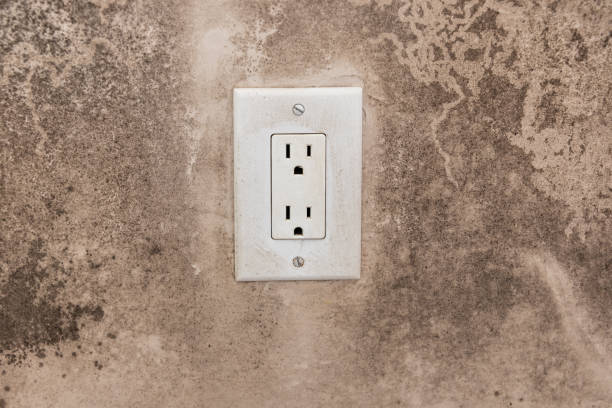 Best Environmental Consulting for Mold Prevention  in Williston Highlands, FL